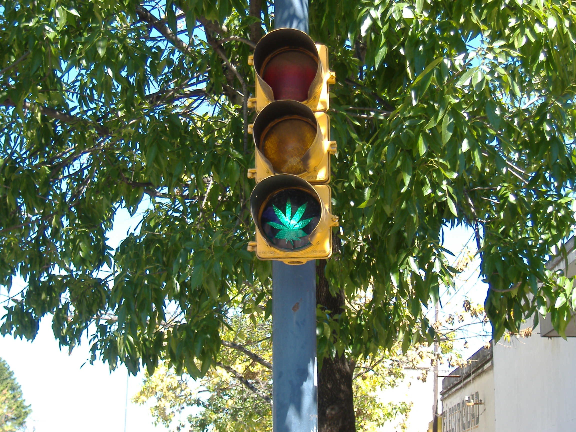 Portada de ¿SE DESPENALIZÓ LA MARIHUANA?