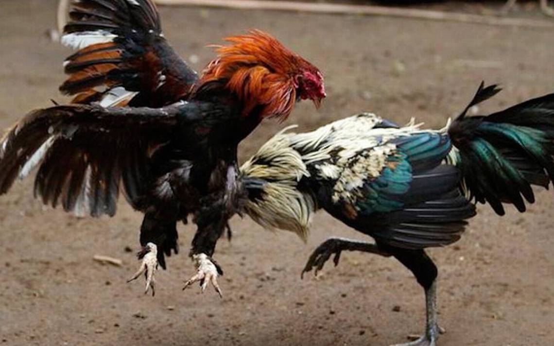 Portada de Crueldad animal y suspensión en amparo laboral